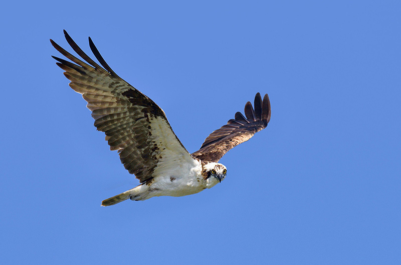 Best Flying Quotes, Phrases & Sayings That Take Flight